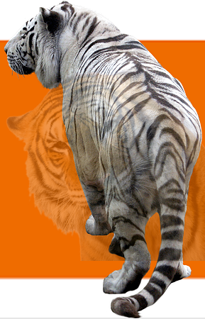 tiger (1)