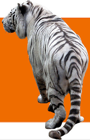 tiger (1)