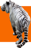 tiger (1)
