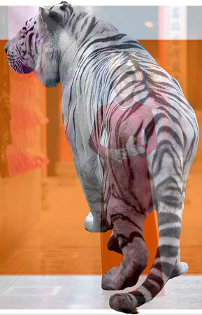 tiger (1)