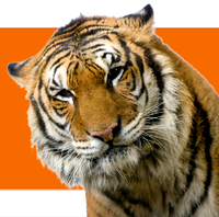 tiger (5)