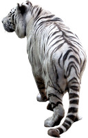 tiger (1)