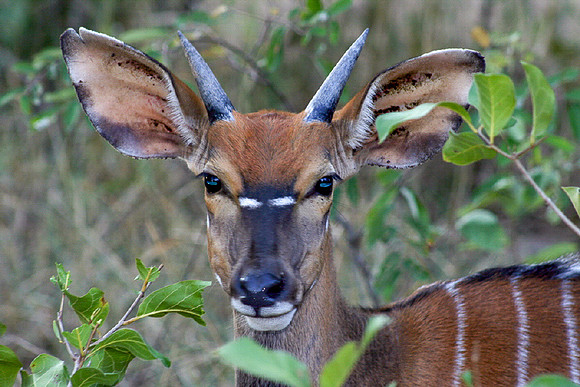 Hoedspruit 2008_173-1-Edit