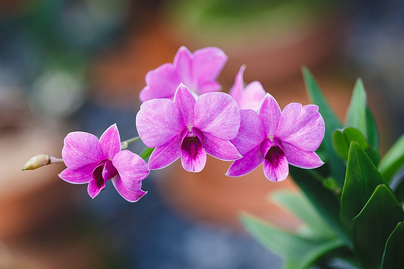 natural-4674114_960_720