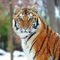 animals-3