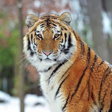 animals-3