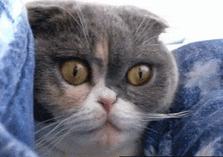 gif3