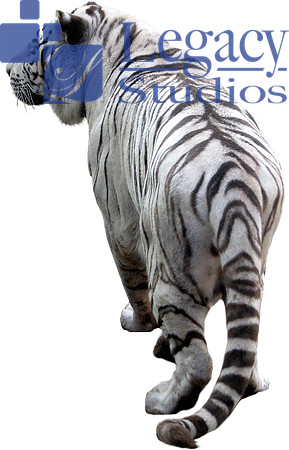 tiger (1)