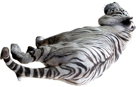 tiger (1)