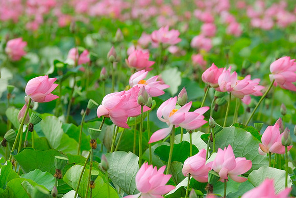 lotus-7117713_960_720