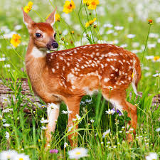 animals-4