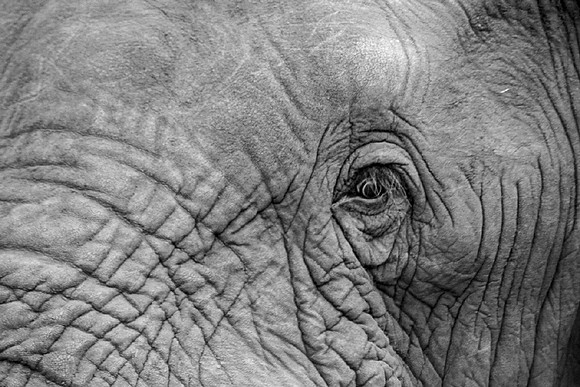 Zen Wildlife-