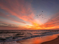 ThanksgivingSunriseAndPelicansLIGHTEN11x14_DSC1718