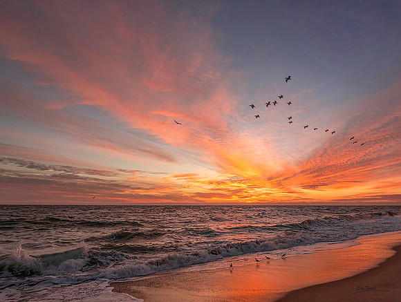 ThanksgivingSunriseAndPelicansLIGHTEN11x14_DSC1718