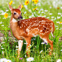 animals-4