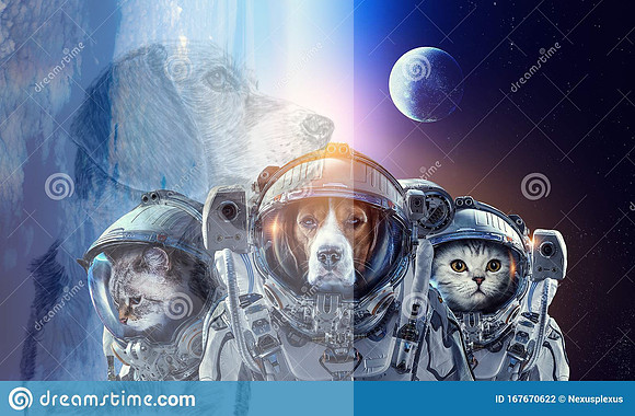 astronaut-pets-wearing-space-suit-elements-image-furnished-nasa-first-trip-to-space-mixed-media-167670622