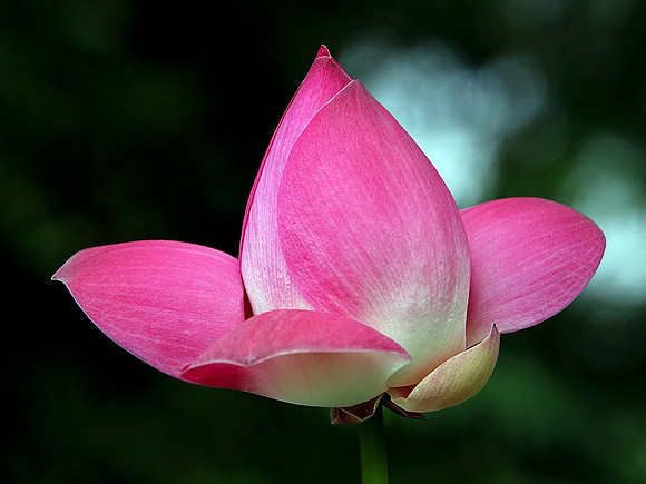 lotus-flowers-4510716_960_720