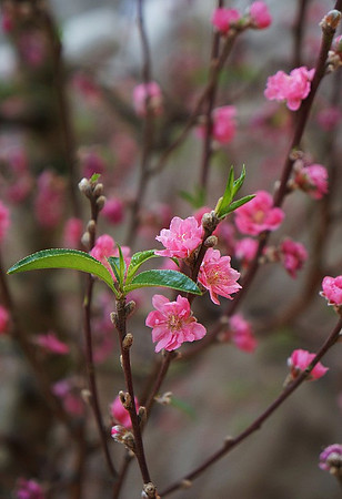 cherry-flowers-2754466_960_720