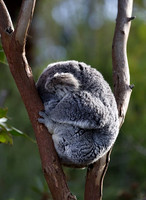 koala-8028992_640