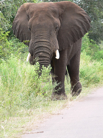 Kruger March09_167-1