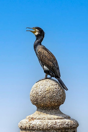 bird-8022869_640