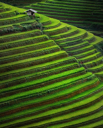 du-ngoan-nhung-canh-dep-me-hon-tay-bac-viet-nam-amazingthingsinvietnam-1-822x1024
