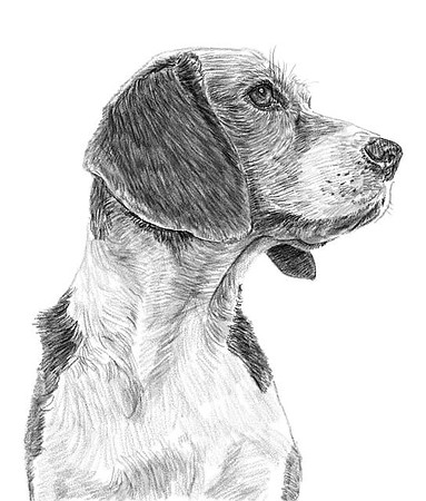 dog-8024345_640