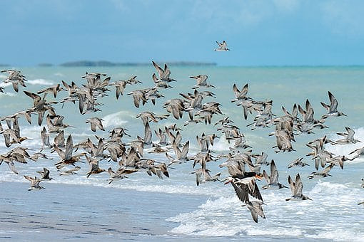 birds-8034821__340