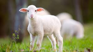 animals-1