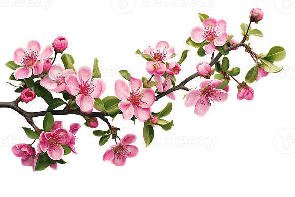photo_png (2)