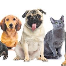 animals-5