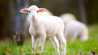 animals-1
