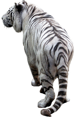 tiger (1) - Copy