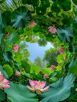 wt
