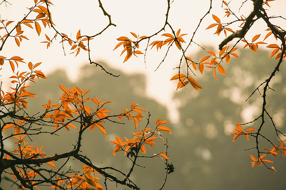 forest-6631518_960_720