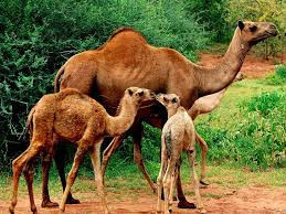 animals-2