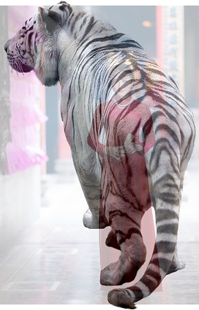 tiger (1)