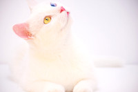 photo_gif - Copy