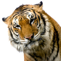 tiger (5)
