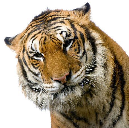 tiger (5)