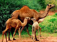 animals-2