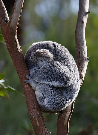 koala-8028992_640